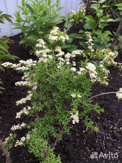 Туи Спиреи Вангутта Грефштейм Дугласа Гортензия