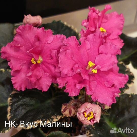 Детки сортовых фиалок