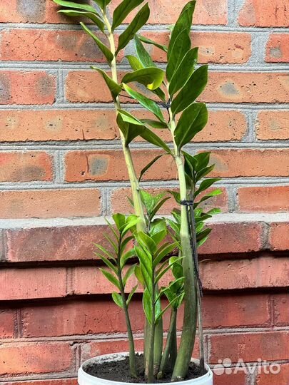 Замиокулькас