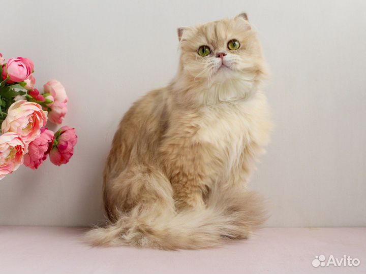 Золотой лилак британский котик