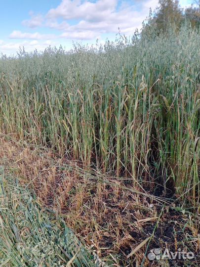 Сено (не обмолоченный овёс) в рулонах