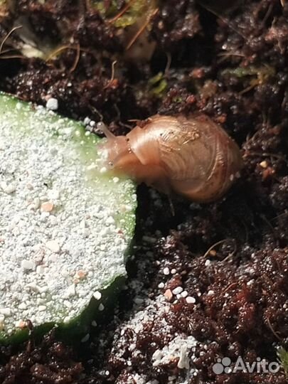 Улитки ахатин
