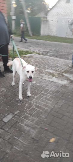 В добрые руки