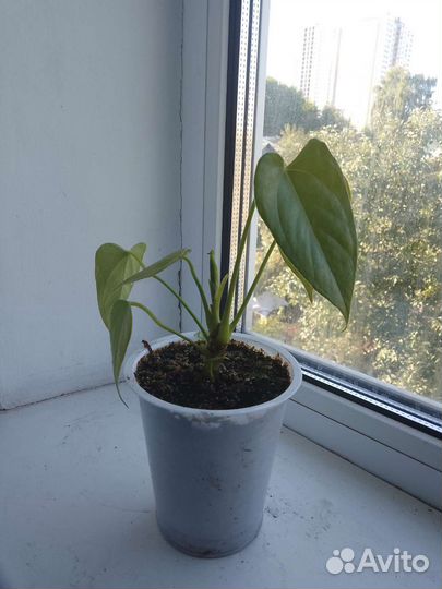 Комнатные цветы антуриум