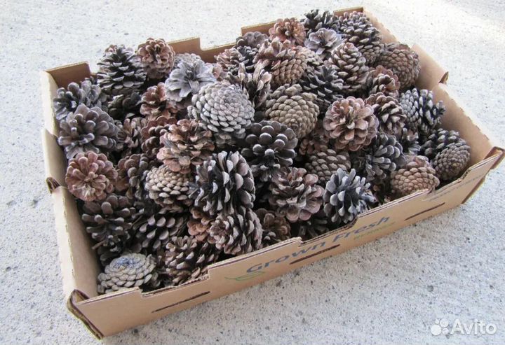 Шышки сосновые, мульчирование