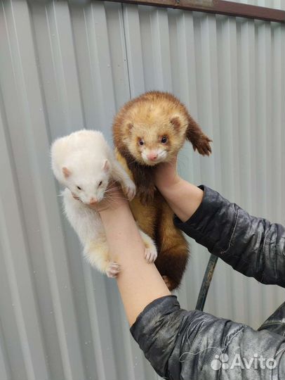 Клёвые хорьки. Хорёк. Доставка