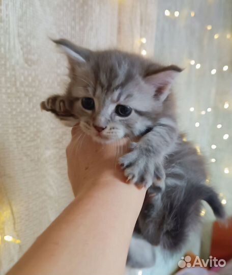 Полукровка для Вас