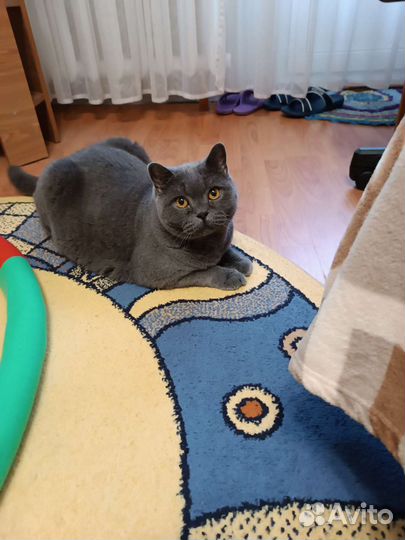 Шотланский кот