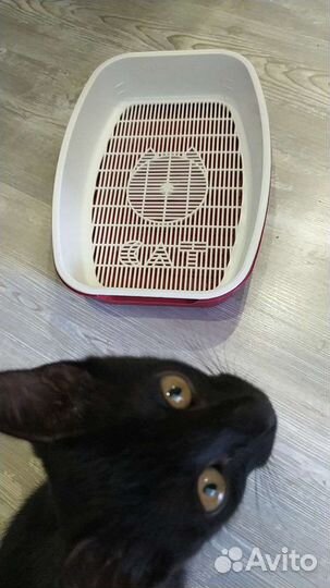 Лоток для кошек