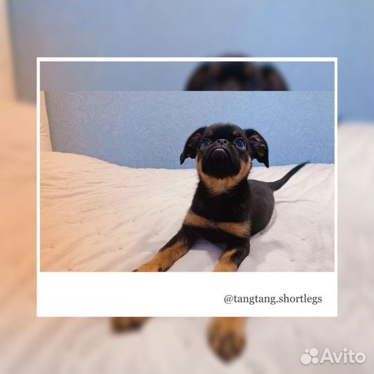 Щенок пти брабансона