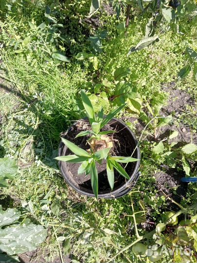 Драцена, Юкка, пальма