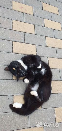 Кот ищет дом