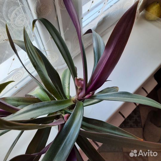 Денежное дерево Толстянка, Алоэ Столетник, Рео Рэо