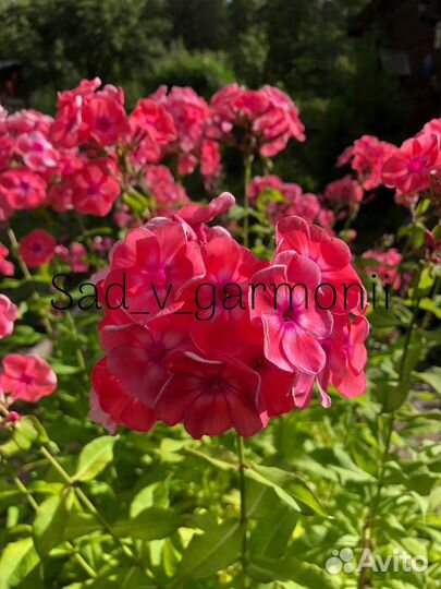 Саженцы Флоксов, каприфоль, гравилат