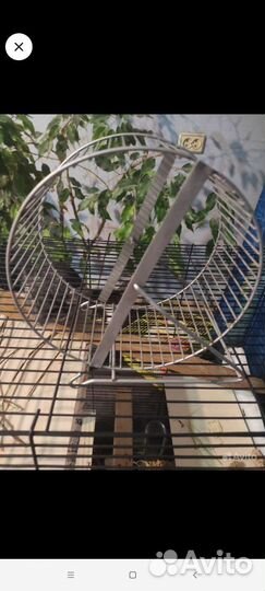 Клетка с колесом