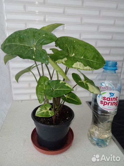 Комнатные растения цветы. Сингониум Панда