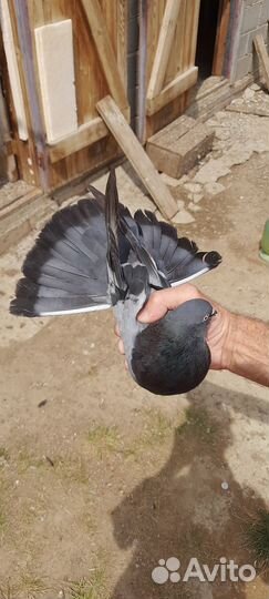 Николаевские голуби (тучерезы)