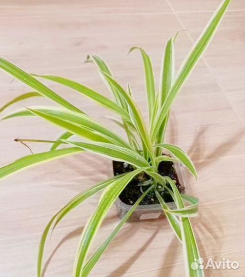 Хлорофитум (Variegatum)