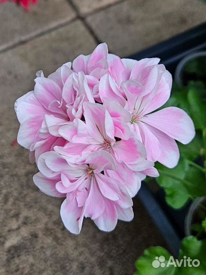 Пеларгония герань Saga