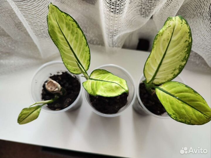 Диффенбахия