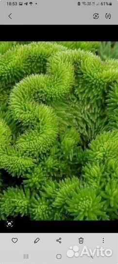 Очиток Кристатум