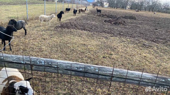 Продаются овцы бараны только на племя