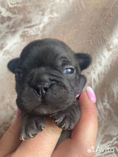 Черный мальчишка