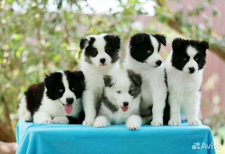 Предлагается для вязок рыжий кобель Якутской лайки