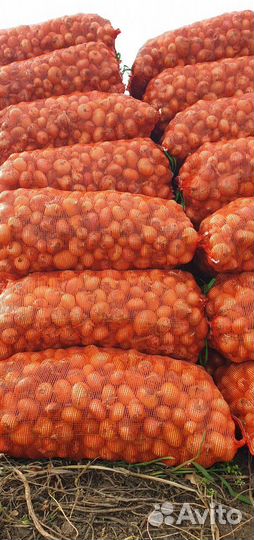 Лук Штутгарт на перо оптом