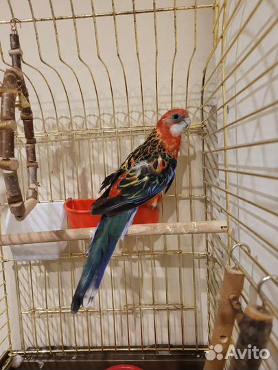 Попугай розелла