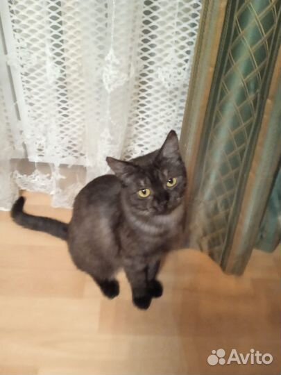 Кошка молодая с красивым окрасом в добрые руки