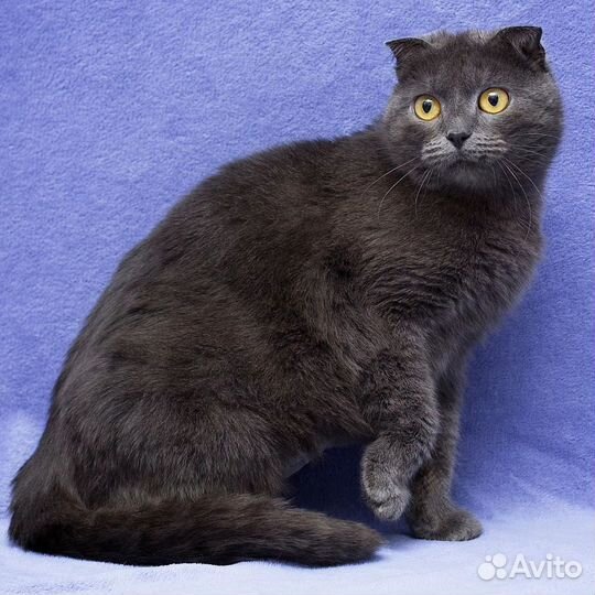 Бриьанская кошечка из приюта в дар
