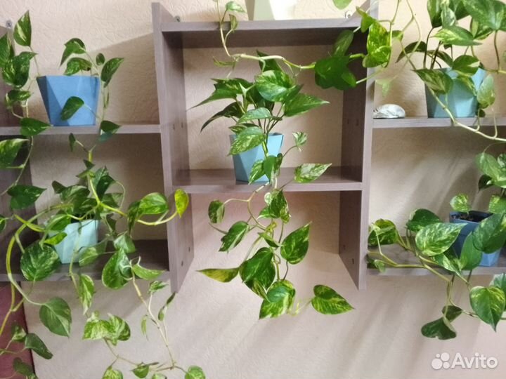 Сциндапсус -лиана семейства ароидные