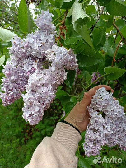 Сирень отростки