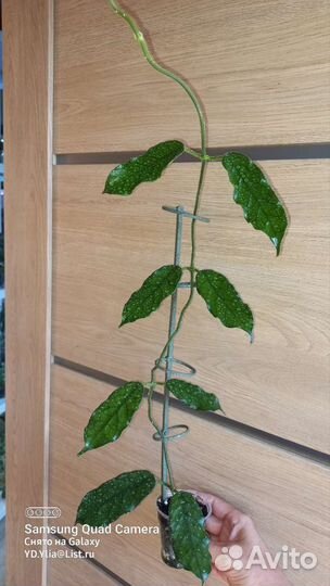 Хойя Виллоза,Патриция, Приктай