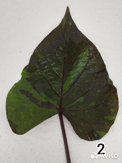 Ипомея батат