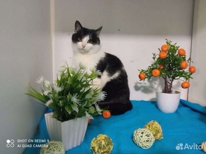 Смоки в добрые руки