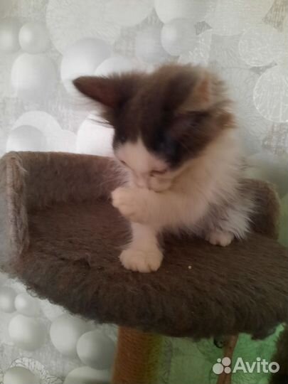 Кошка в дар