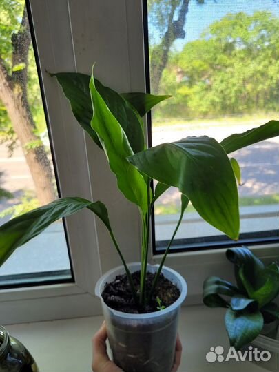 Спатифиллум