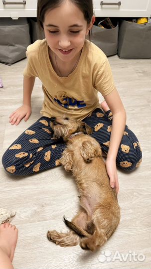 В добрые руки таксу