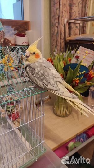 Попугай корелла с клеткой