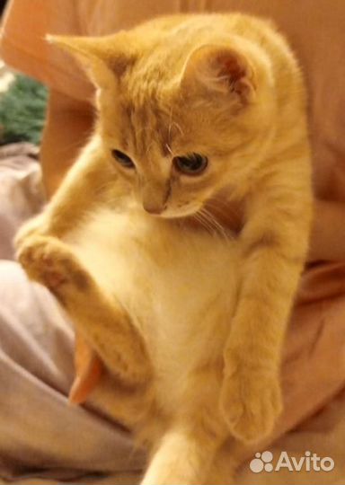 Котята бесплатно