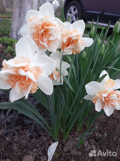 Луковицы нарциссов