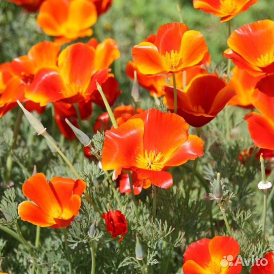 Мак Калифорнийский (Эшшольция), семена