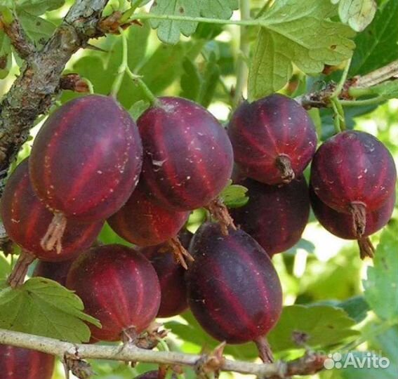 Крыжовнник