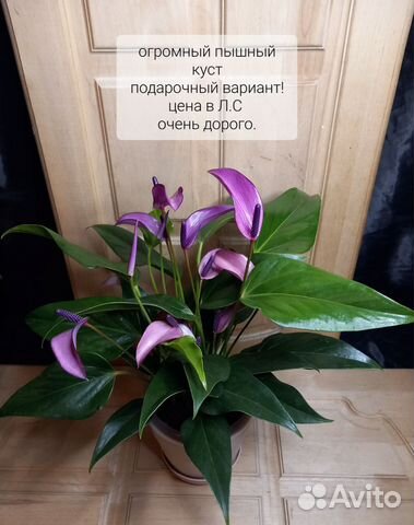 Антуриум зизу купить в Санкт-Петербурге | Товары для дома и дачи | Авито