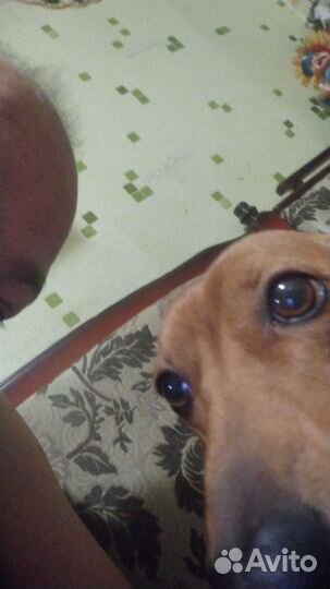 Отдам в добрые руки такса 5 лет