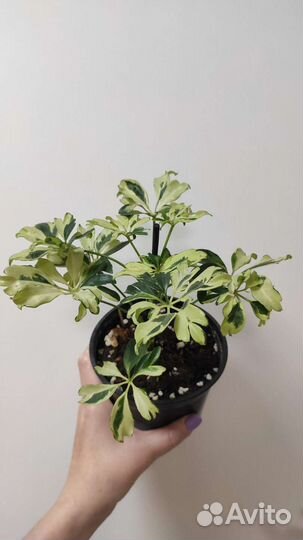 Шефлера Жанин