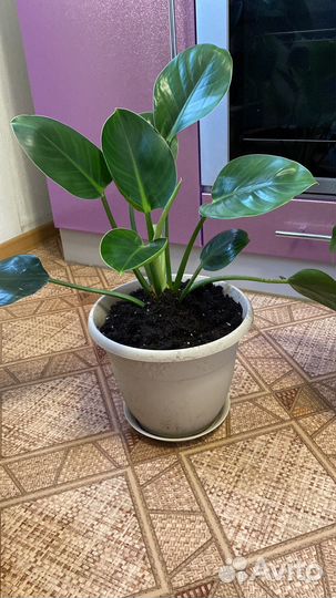 Филодендрон