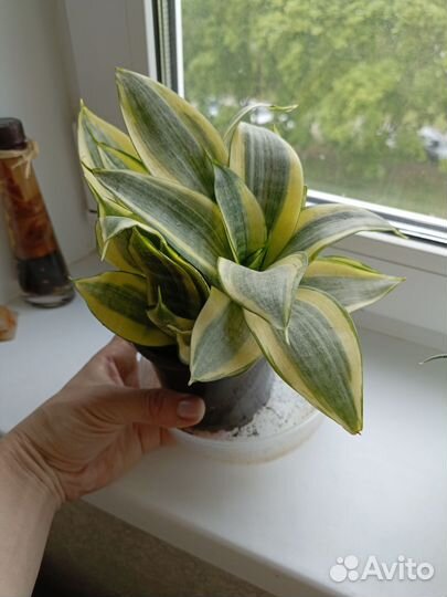 Сансевиерия ханни голд